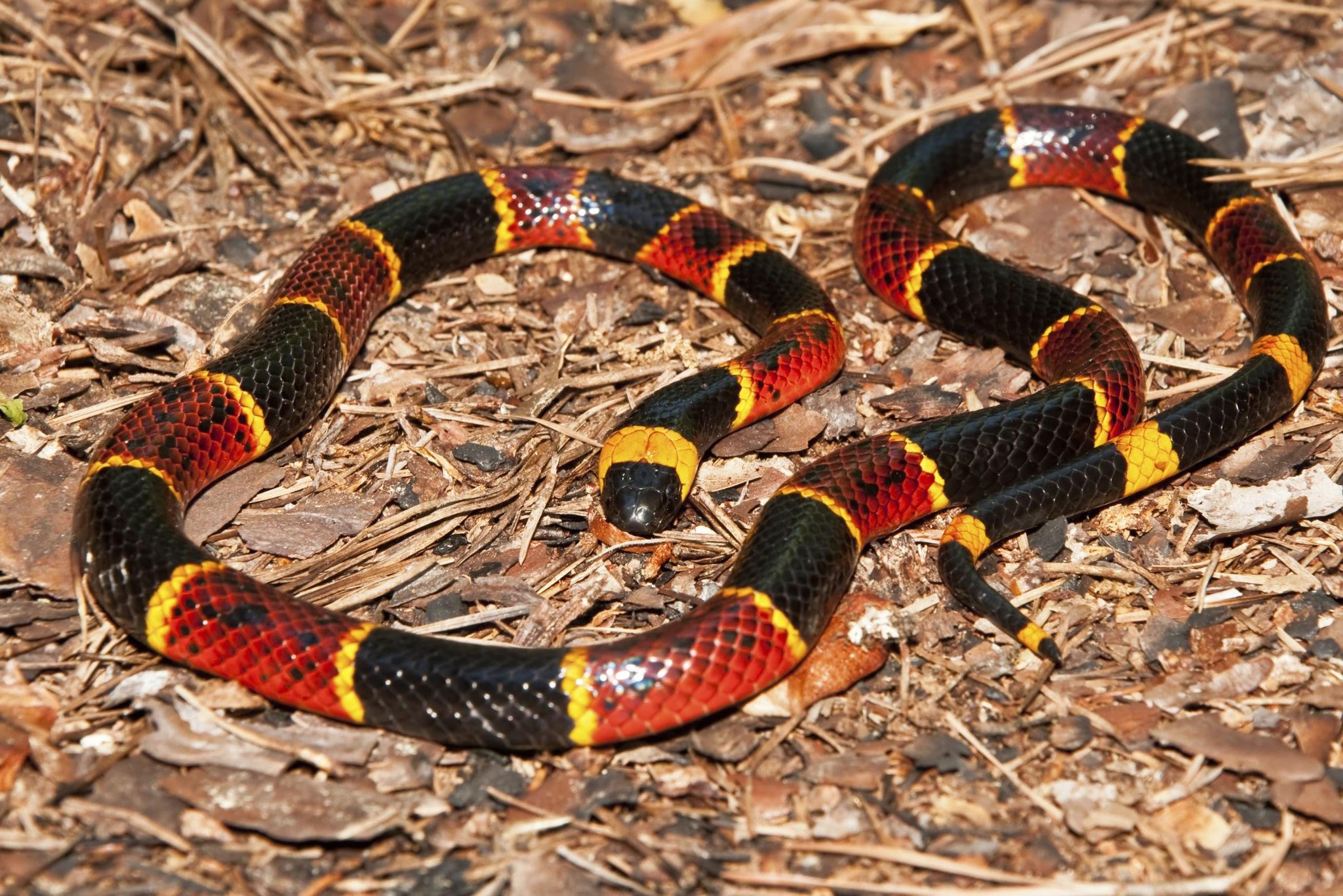 coralsnake.jpeg.13f97a2d2870e3404663ead4c7301120.jpeg