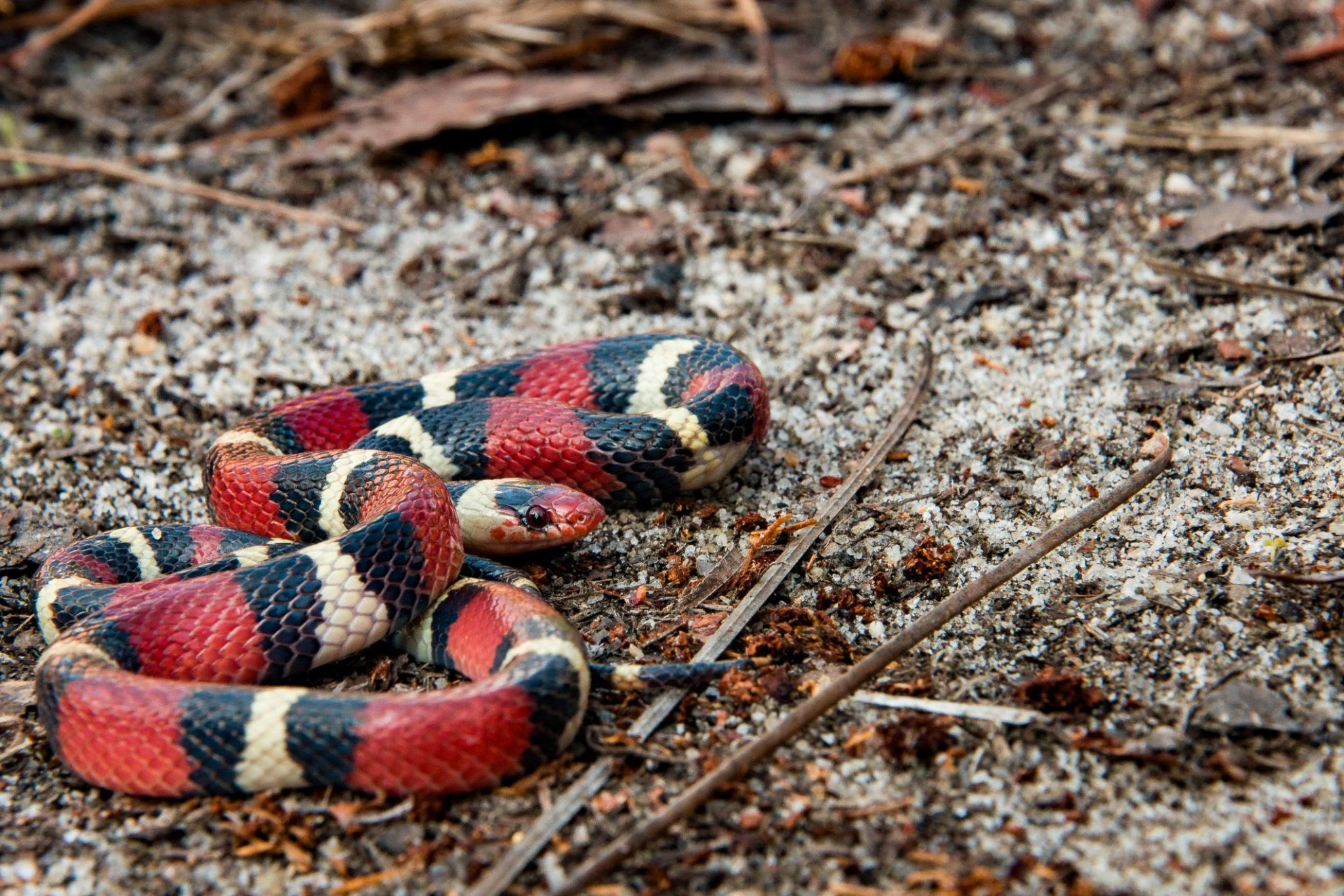 kingsnake.jpeg.cd9cfee619e7f248486c7b5a6c37c0a5.jpeg